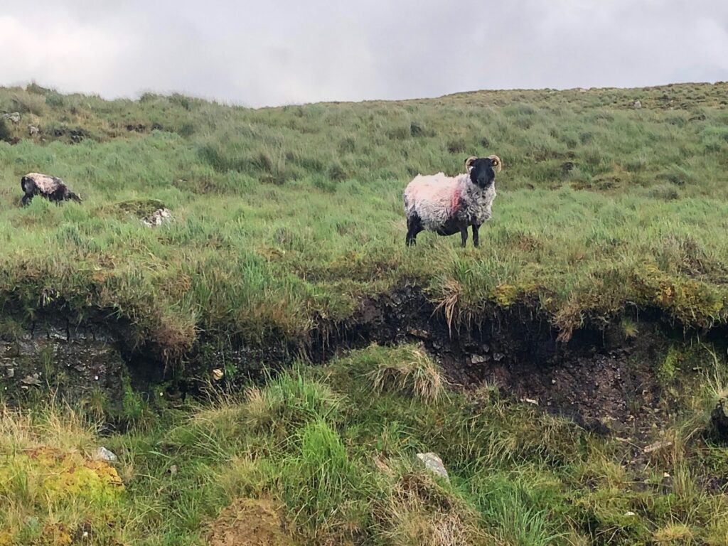 Ireland's Beauty