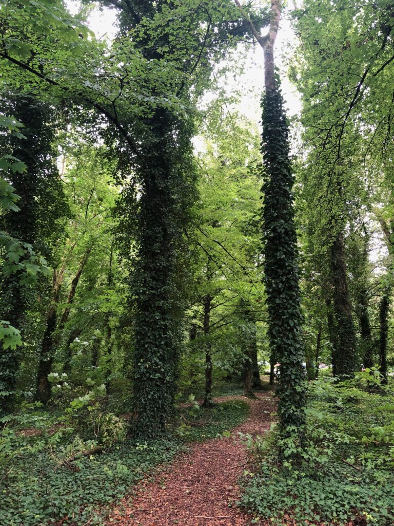 Ireland's Beauty