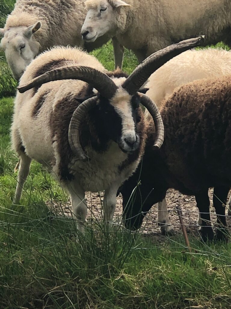 Ireland's Beauty