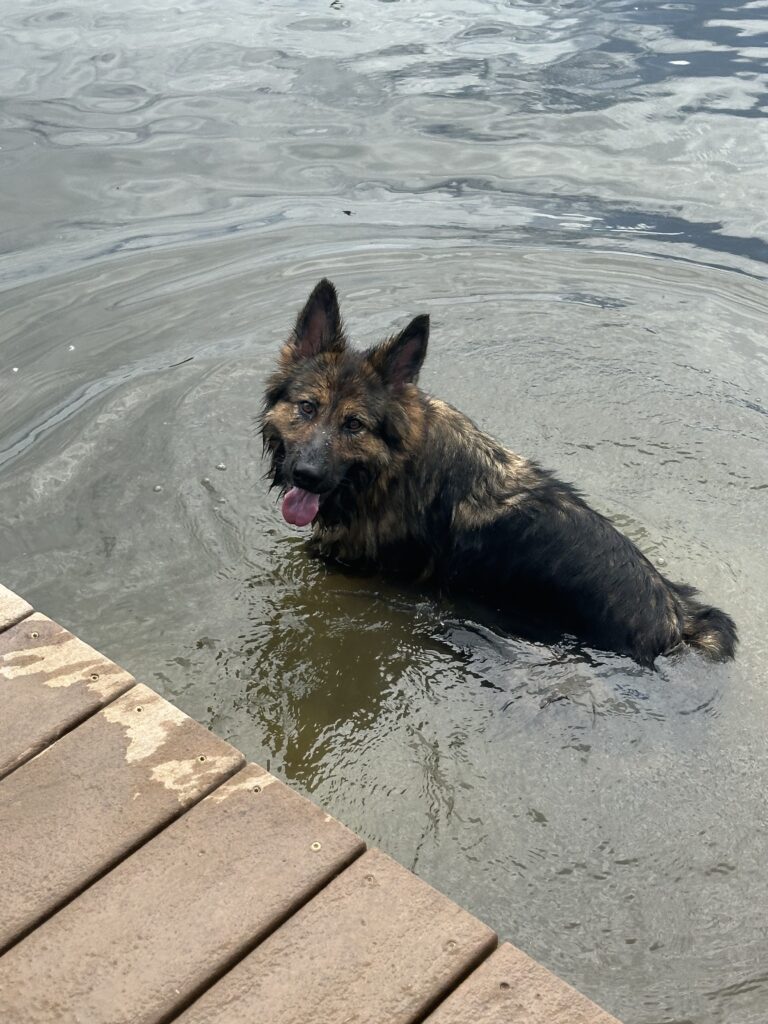 North swimming in pond