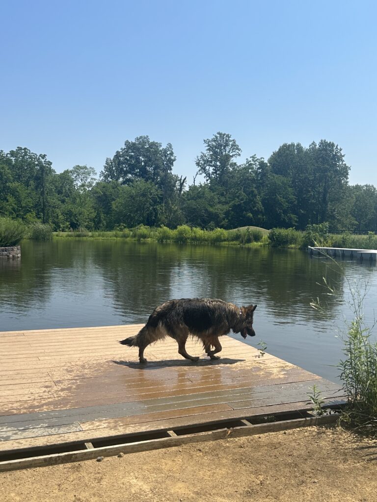 Pond swimming for North