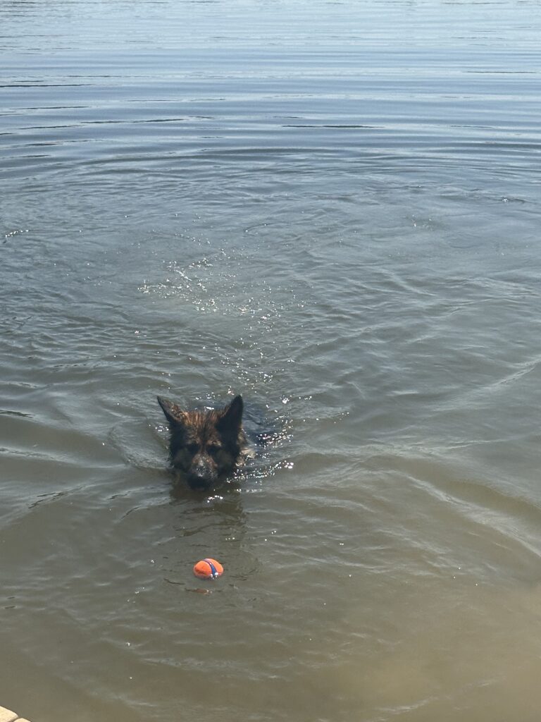 North swimming in pond