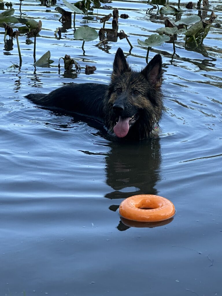 North swimming in lake