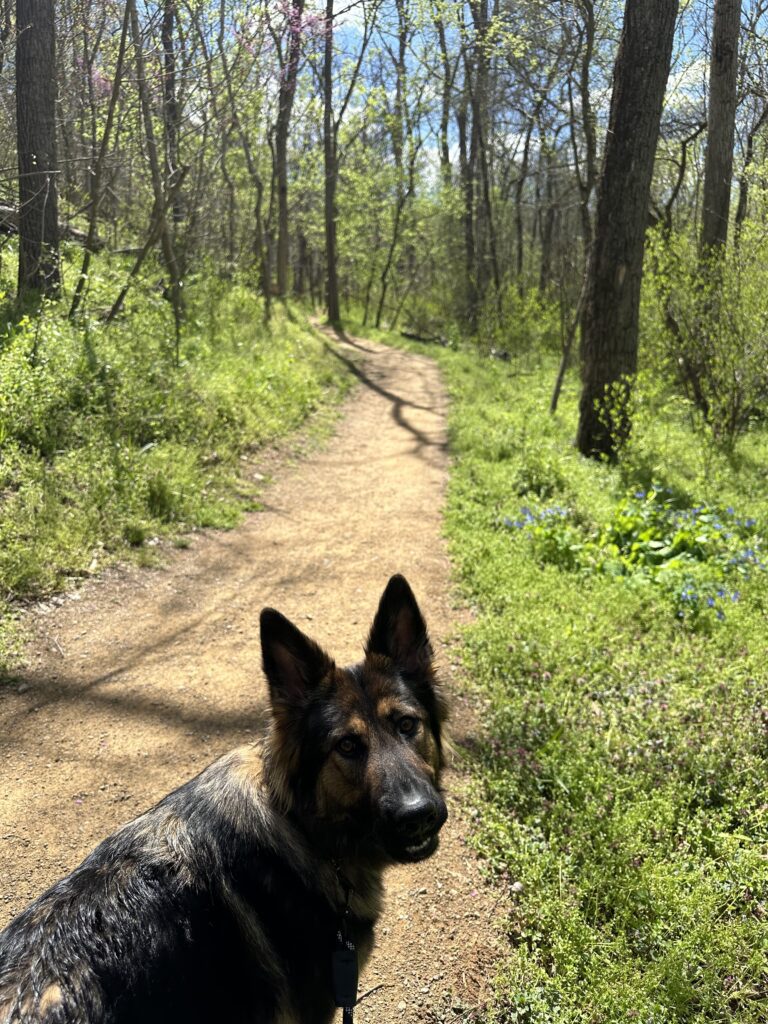 dog-friendly hiking trails