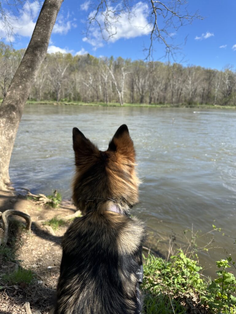 hiking with dogs