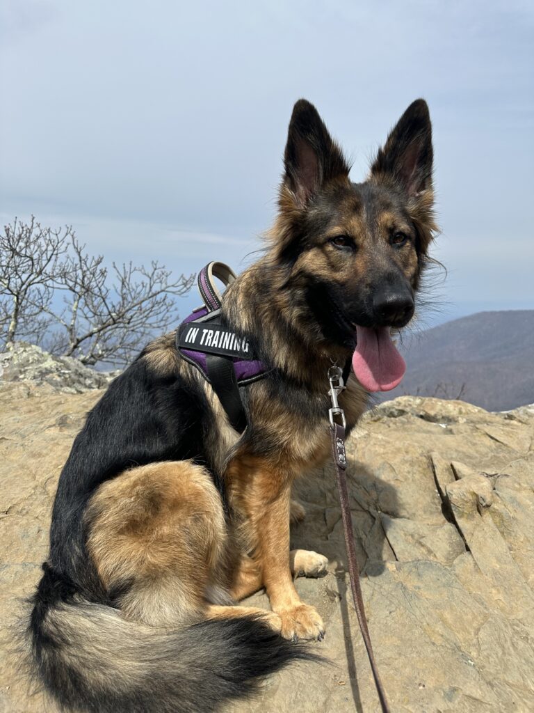 hiking with dogs