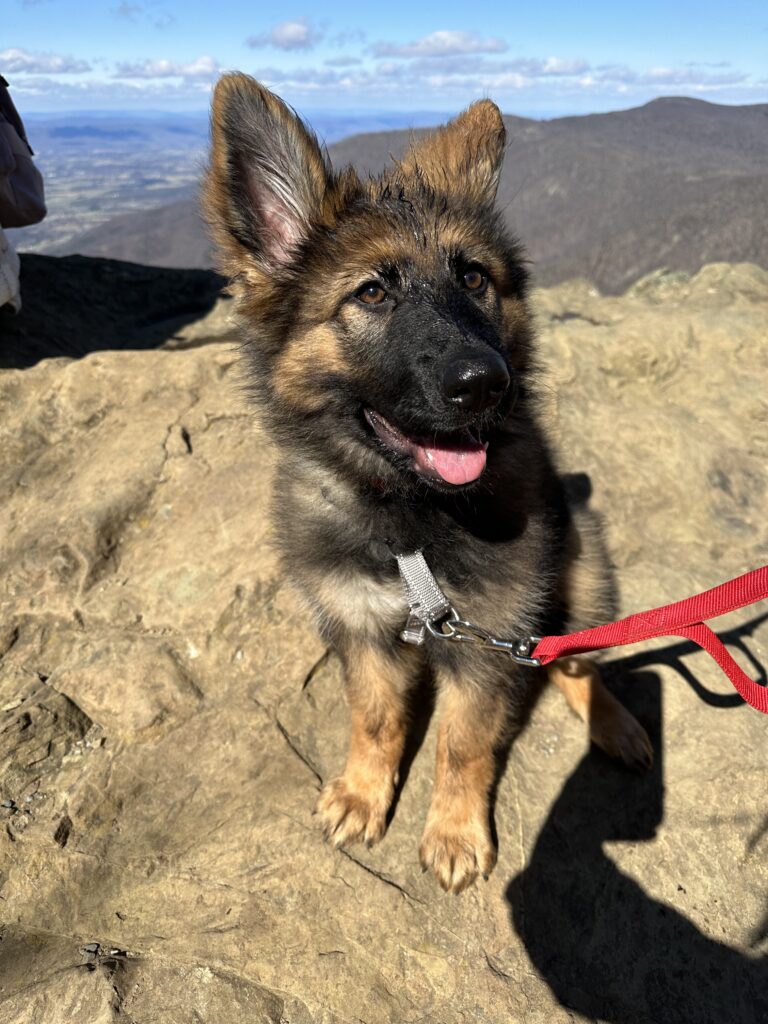 hiking with dogs