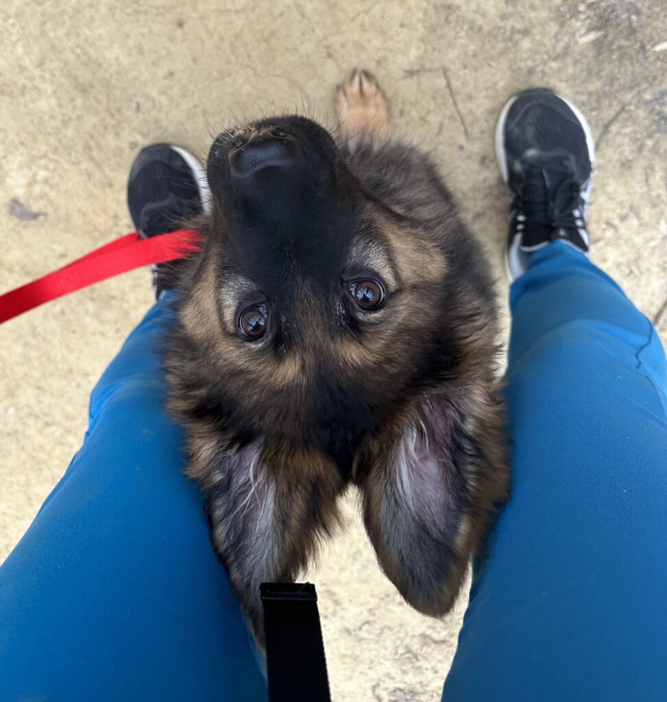 hiking with dogs