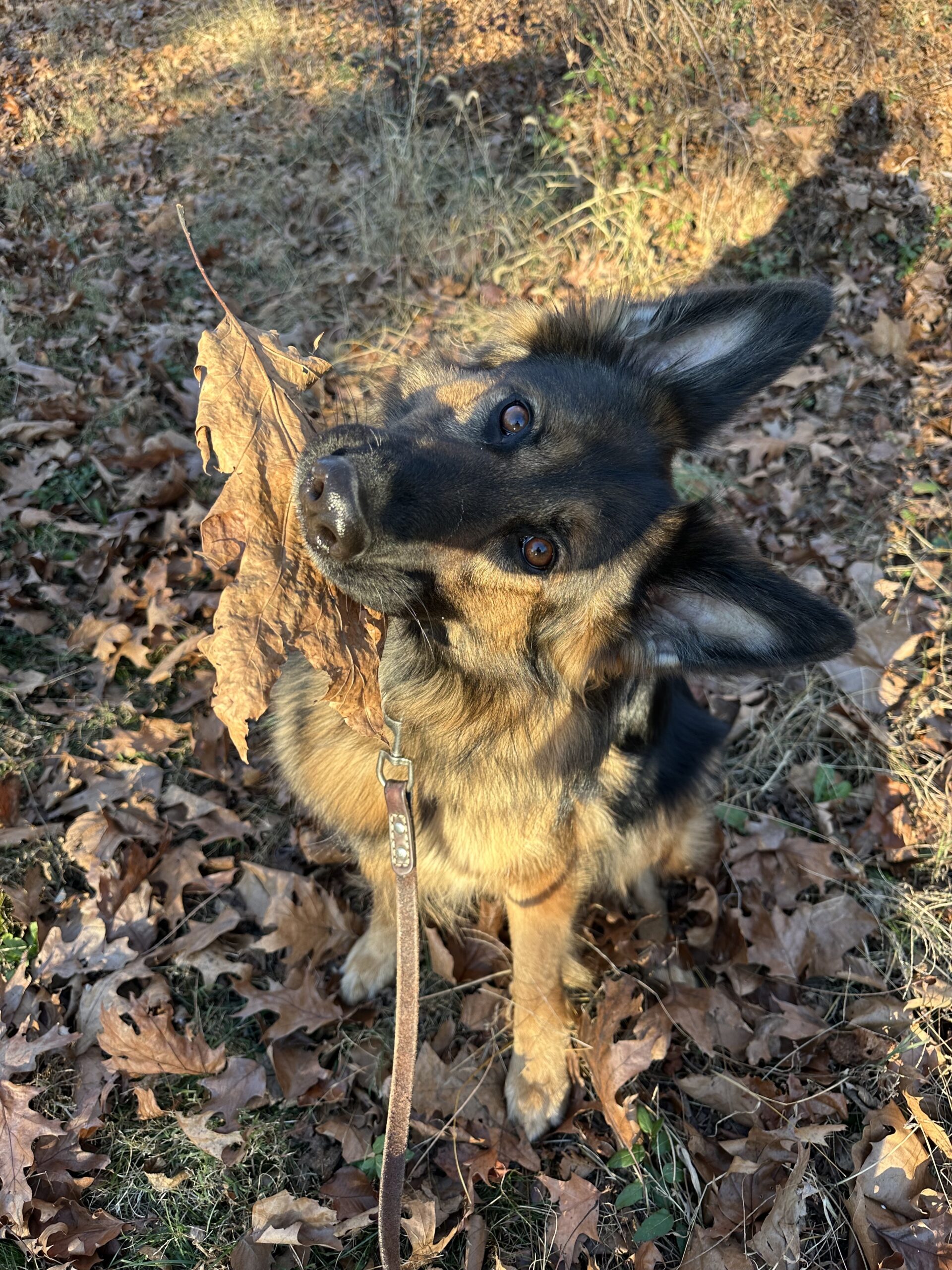 Hiking With Dogs: The Ultimate Guide for Prepared Pet Owners