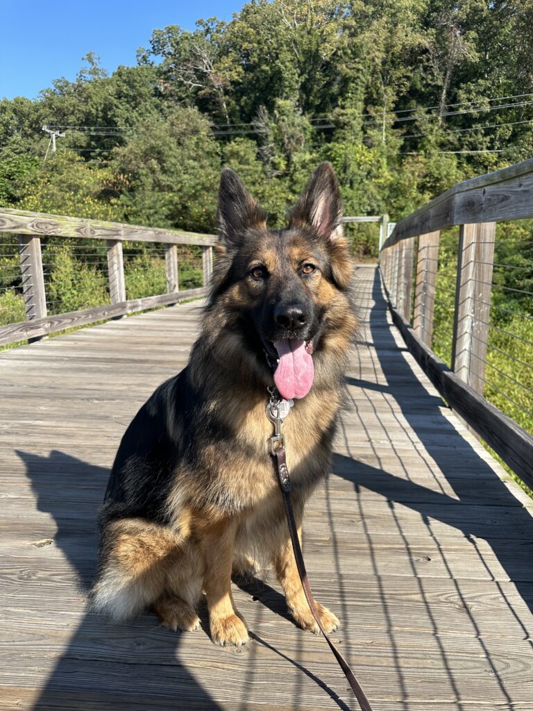 hiking with dogs