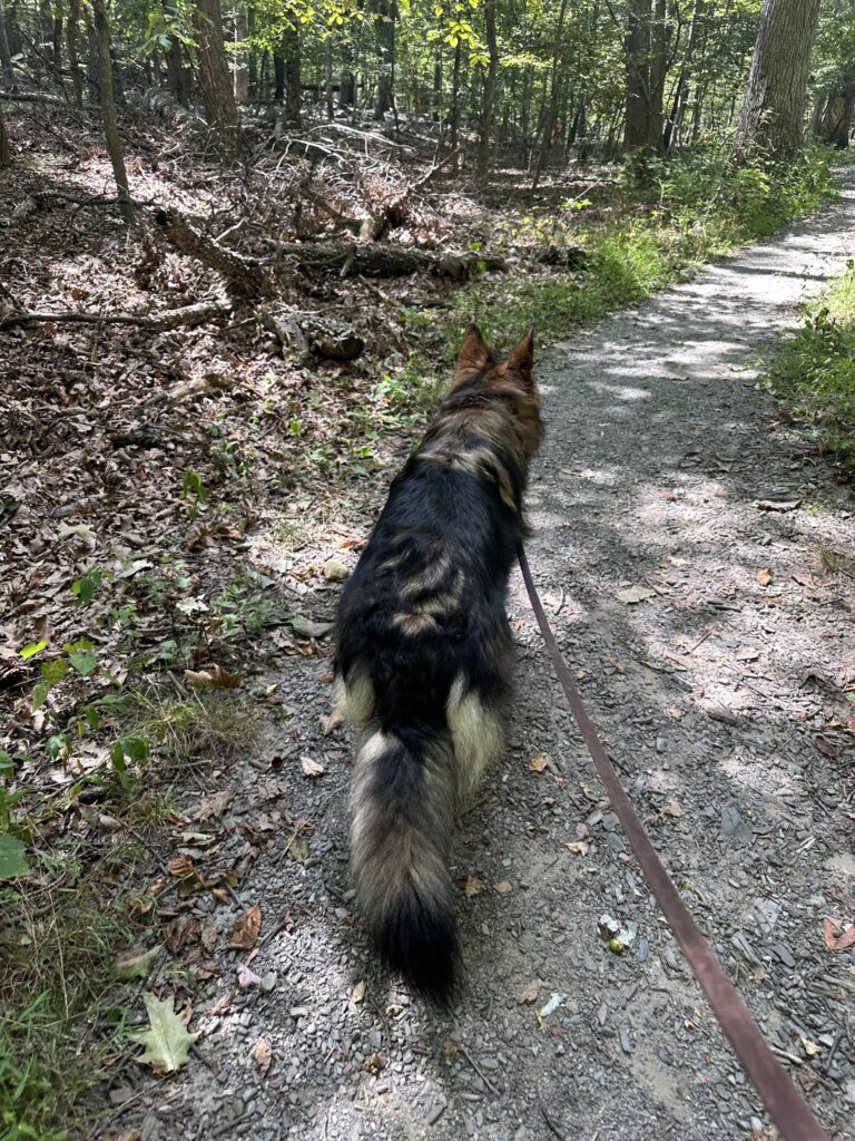 hiking with dogs