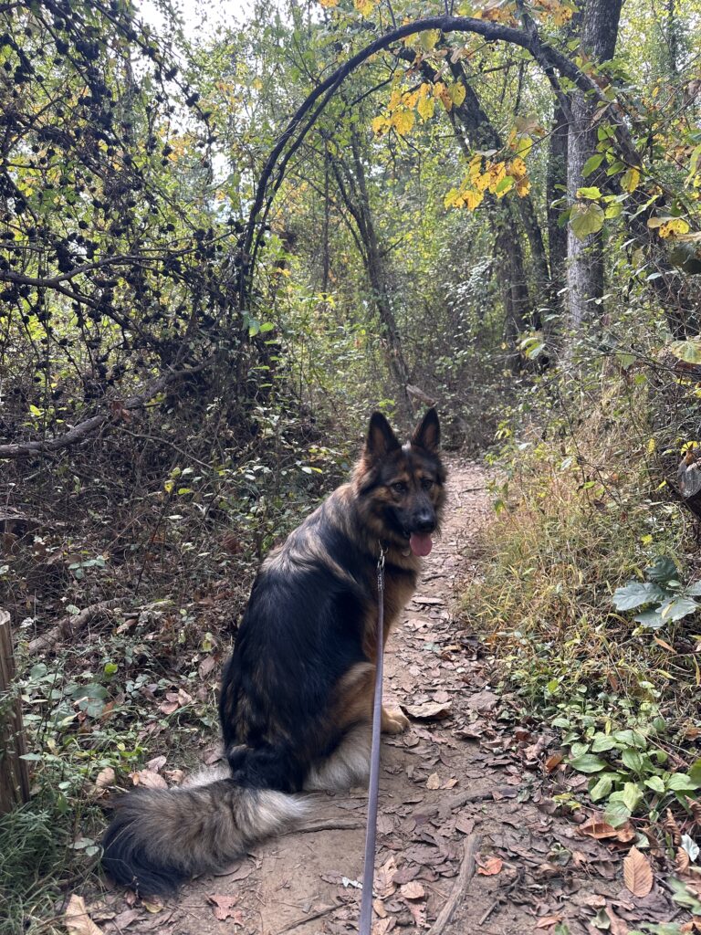 hiking with dogs