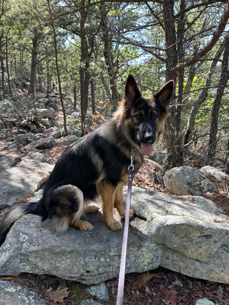 Dog-friendly waterfall hikes in and near Northern Virginia