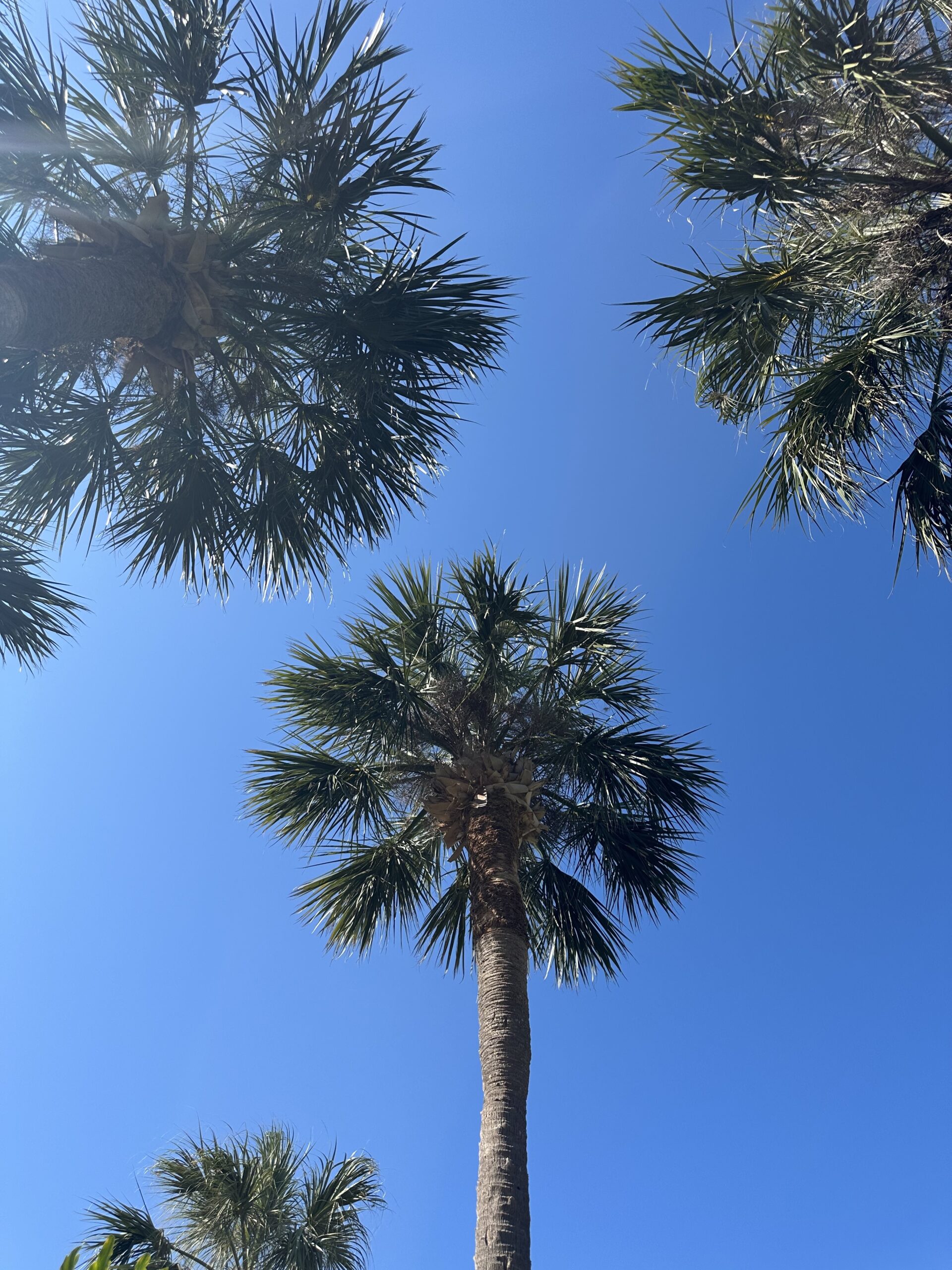 Palm Trees + Sunshine: Why You Need to Visit Indian Shores Beach, Florida