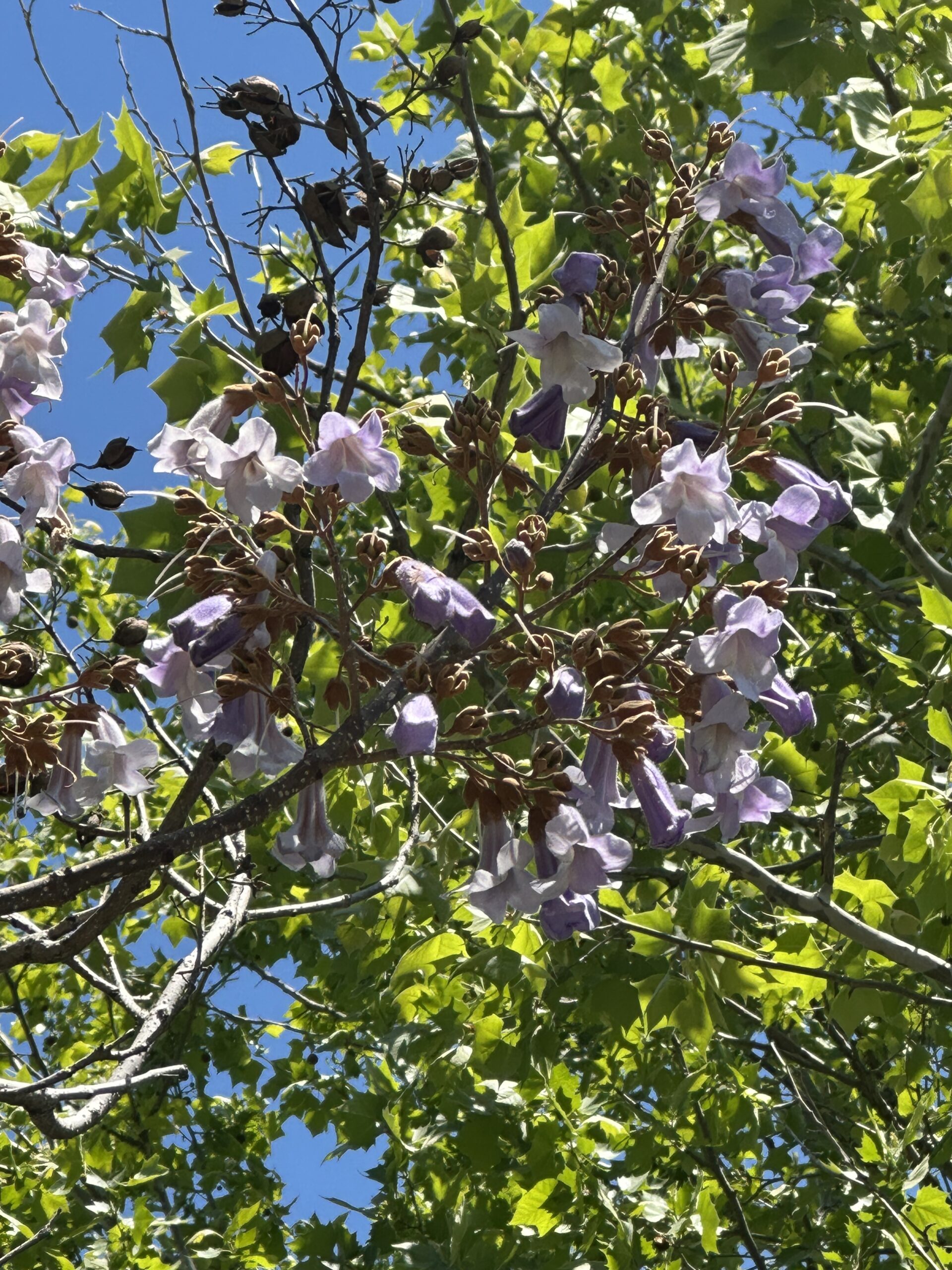 Choosing Peace Over Chaos: Protecting My Energy In a World That Pulls at It