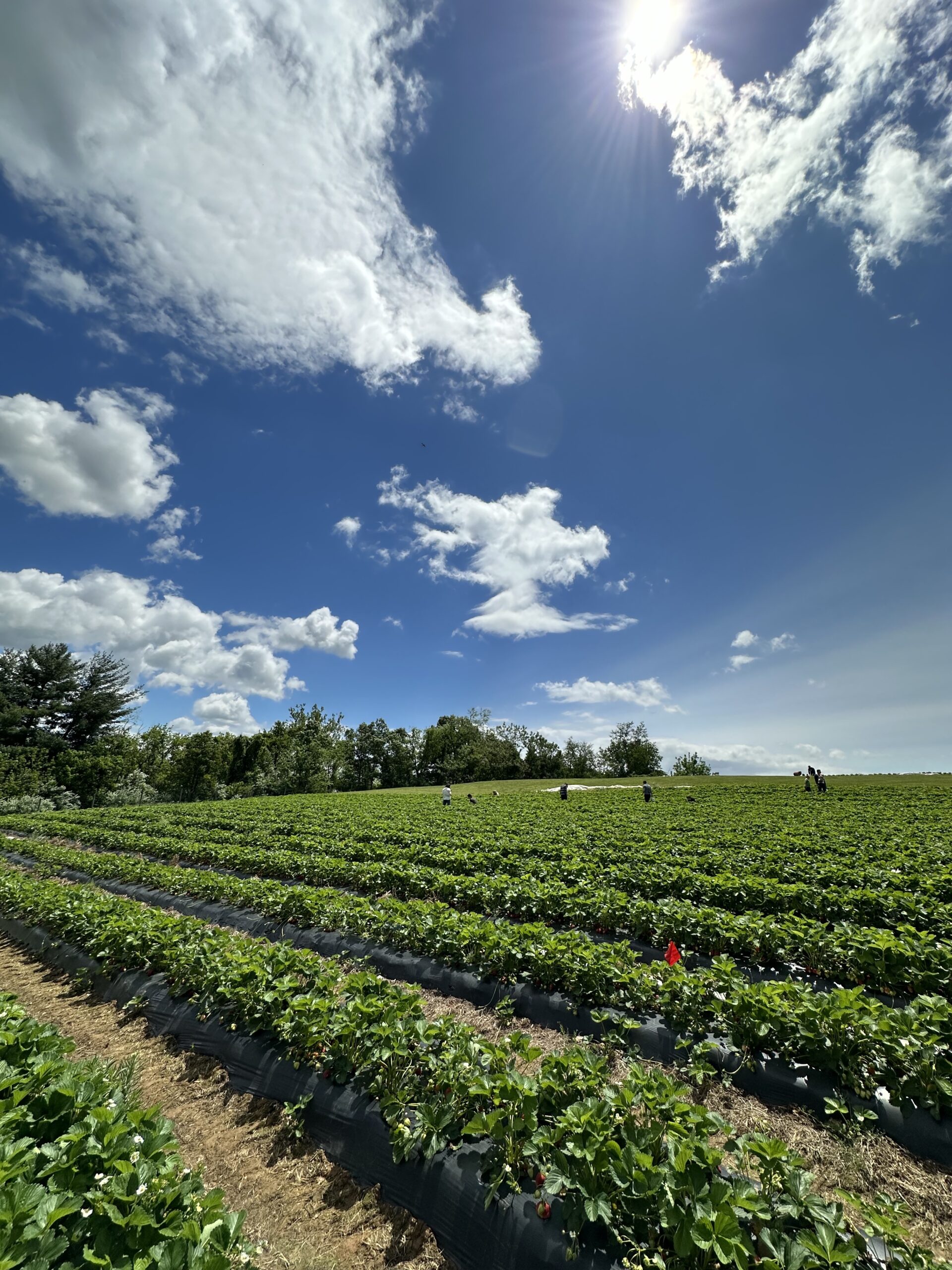 The Most Delicious Pick-Your-Own Strawberry Farms in Virginia