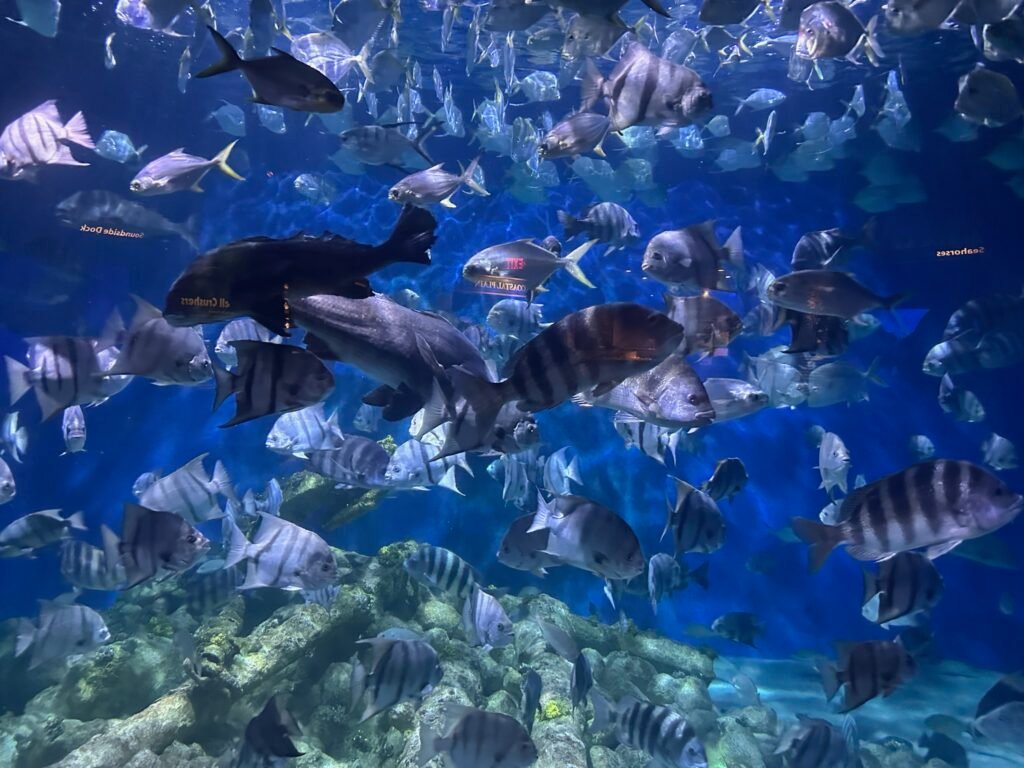 North Caroline Aquarium at Pine Knoll Shores